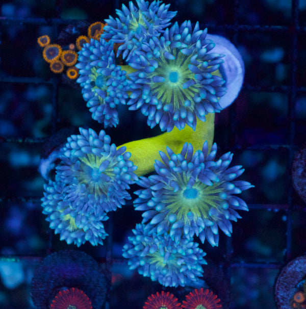 Duncan Colony #2 - WYSIWYG