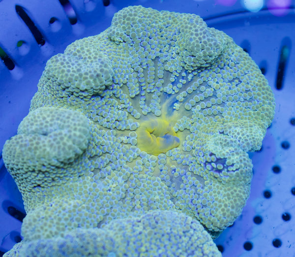 Haddoni Carpet Anemone #2 - WYSIWYG