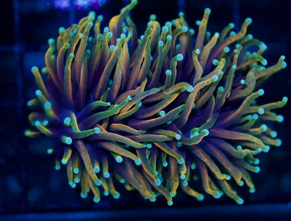 Hellfire Torch Splitting Head - WYSIWYG