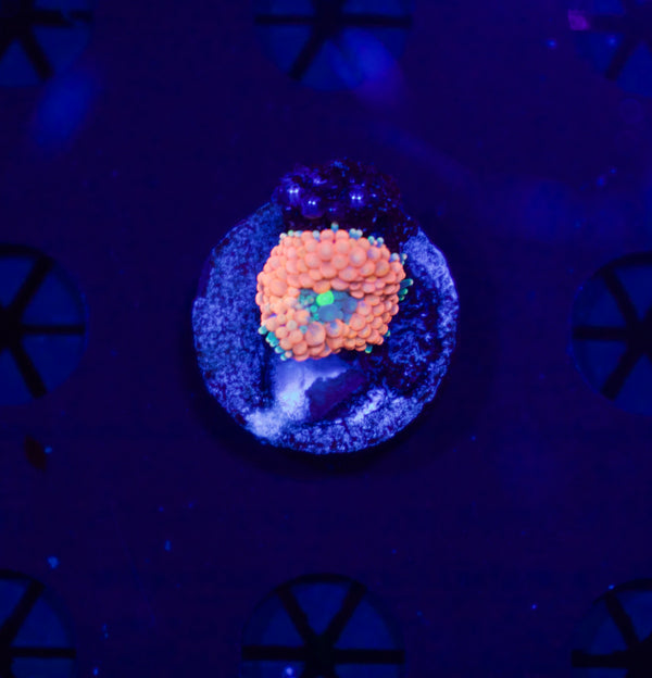 Orange Florida Ricordea #1 - WYSIWYG