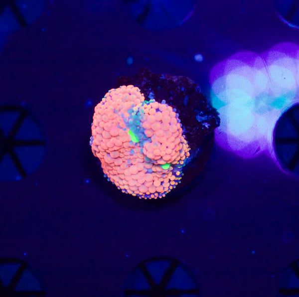 Orange Florida Ricordea #2 - WYSIWYG