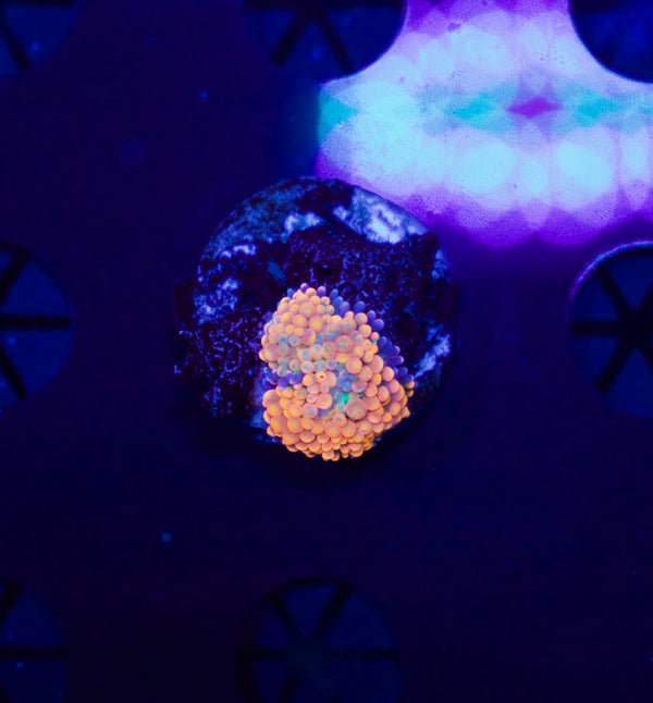 Orange Florida Ricordea #3 - WYSIWYG