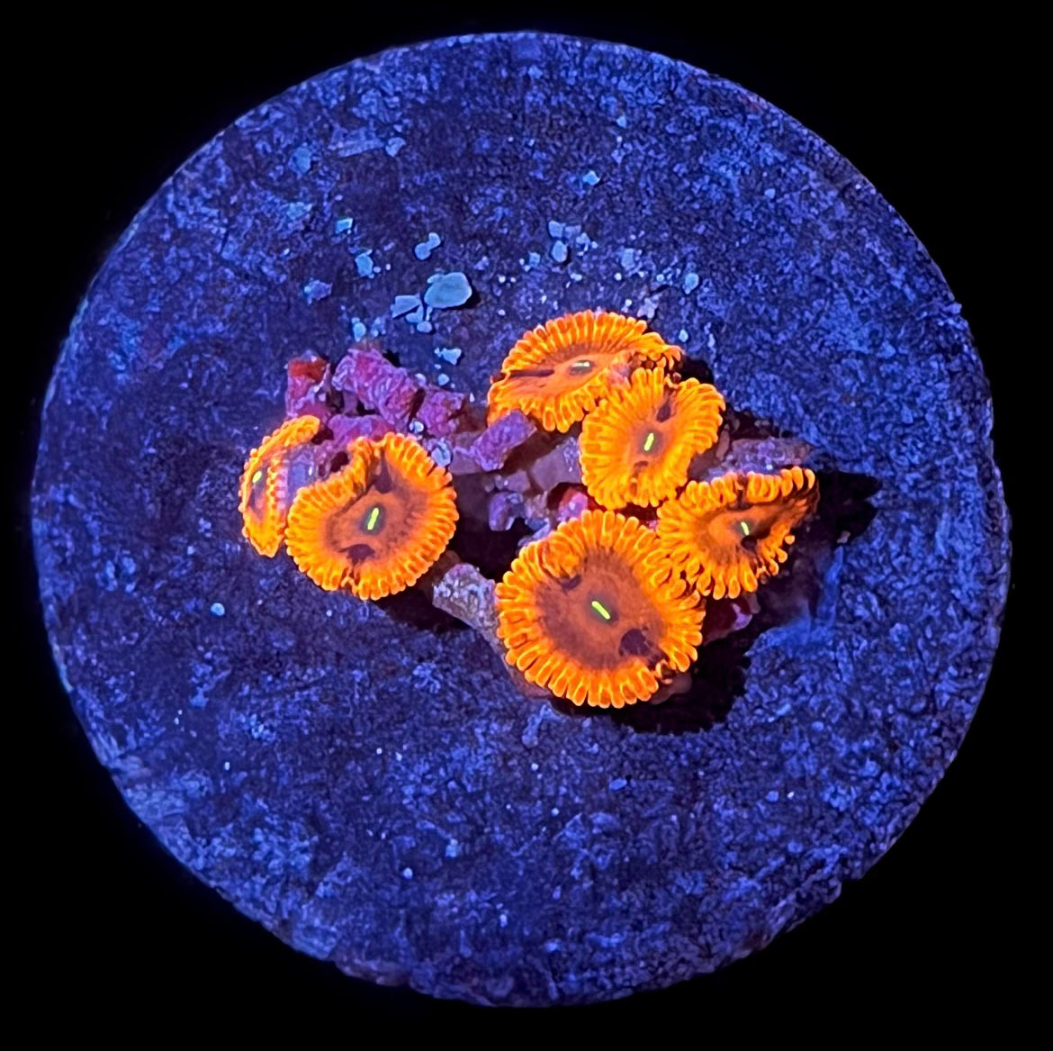 Bright Orange Zoa (5-6 polyps)