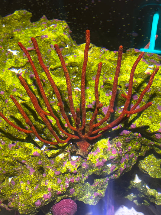 Red Gorgonian