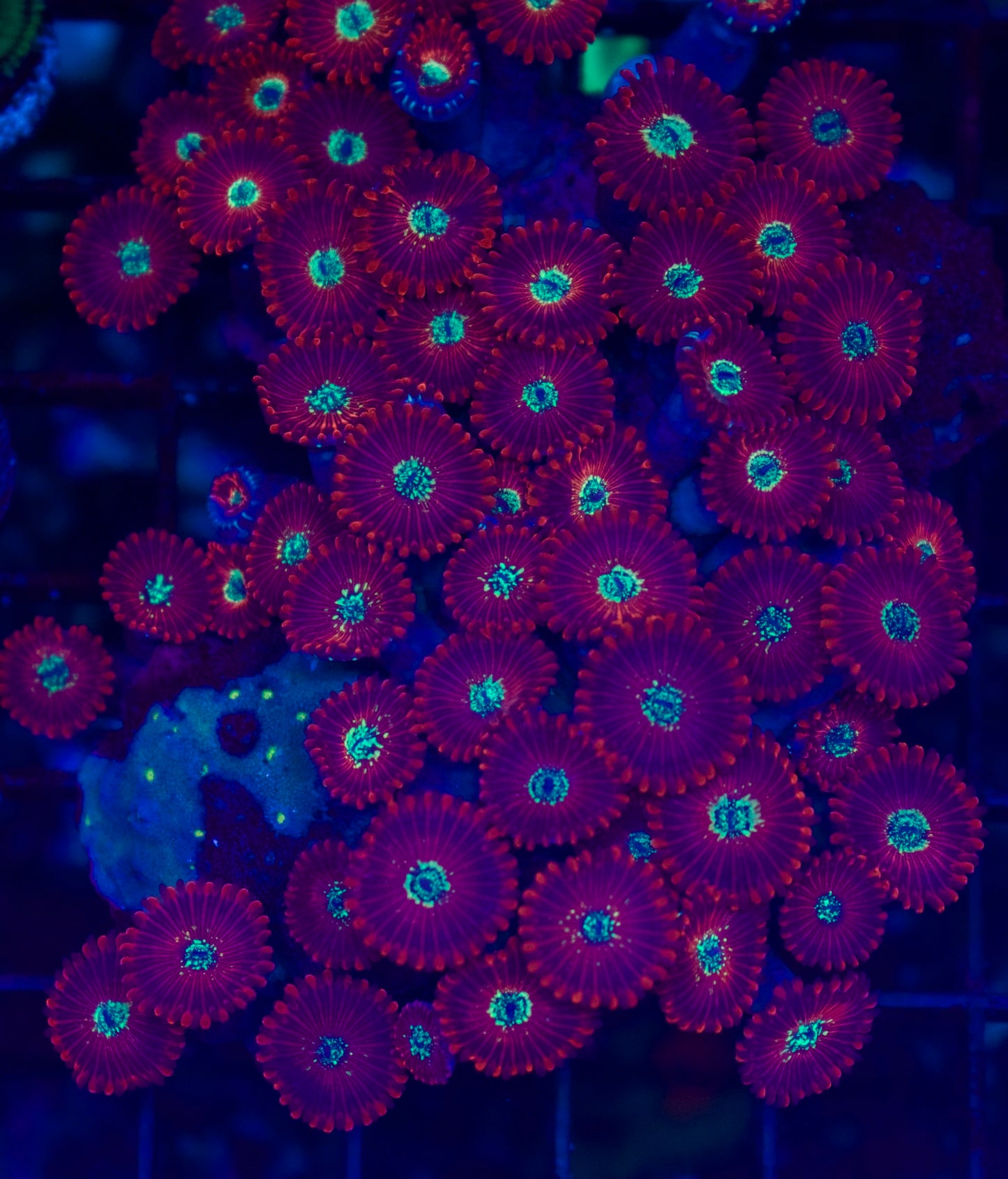 Magican Colony - WYSIWYG