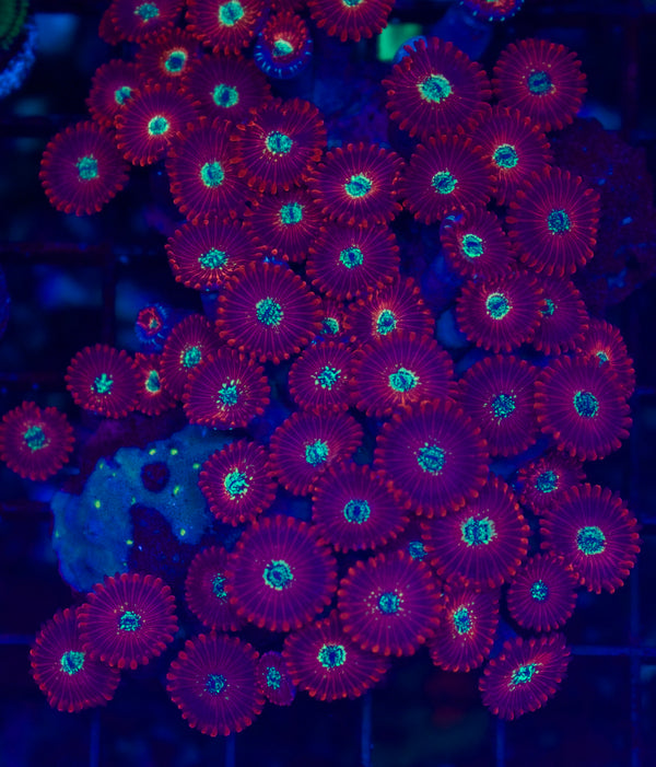 Magican Colony - WYSIWYG