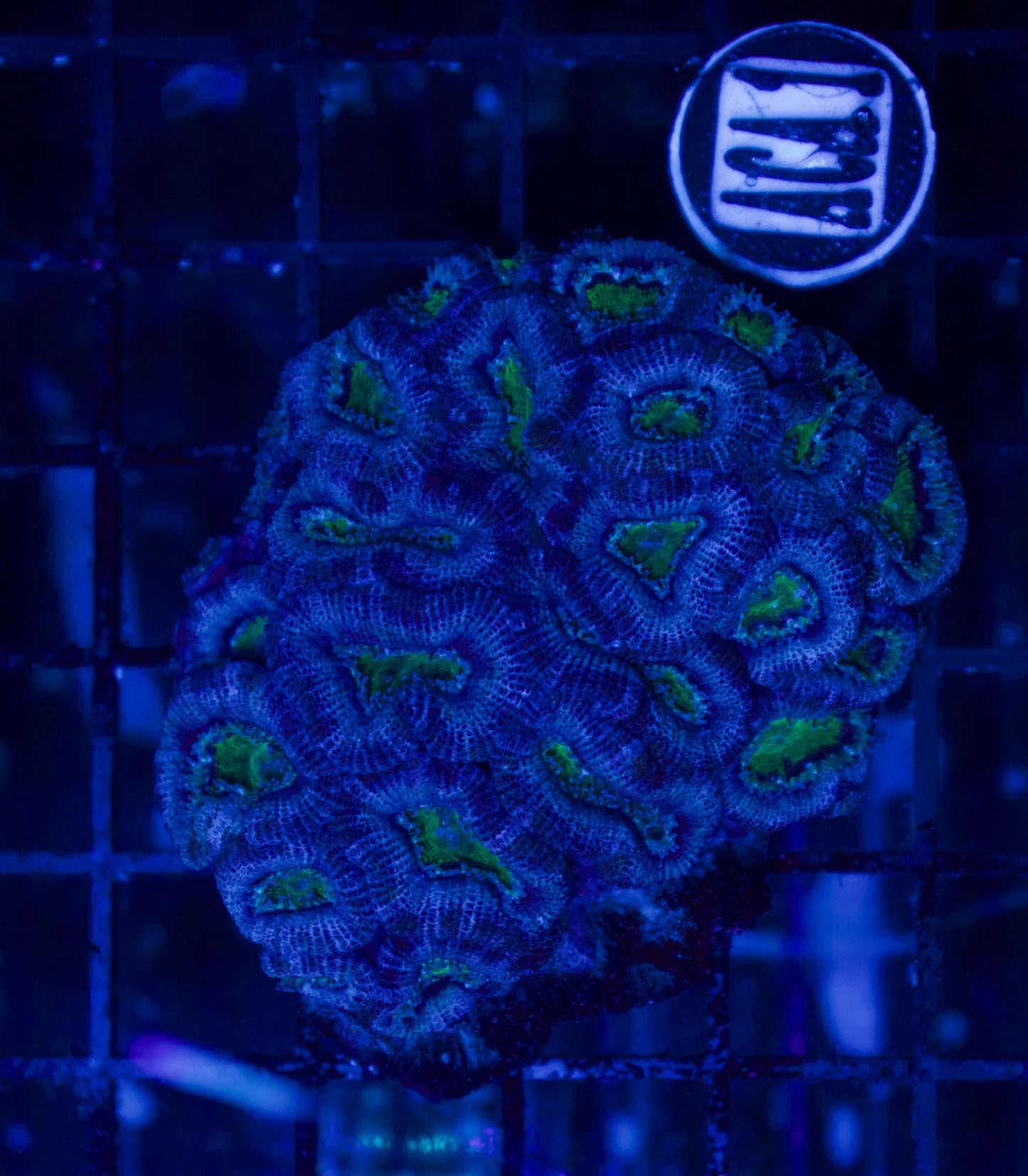 Acan - WYSIWYG