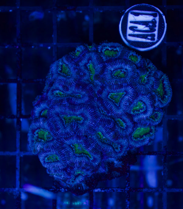 Acan - WYSIWYG