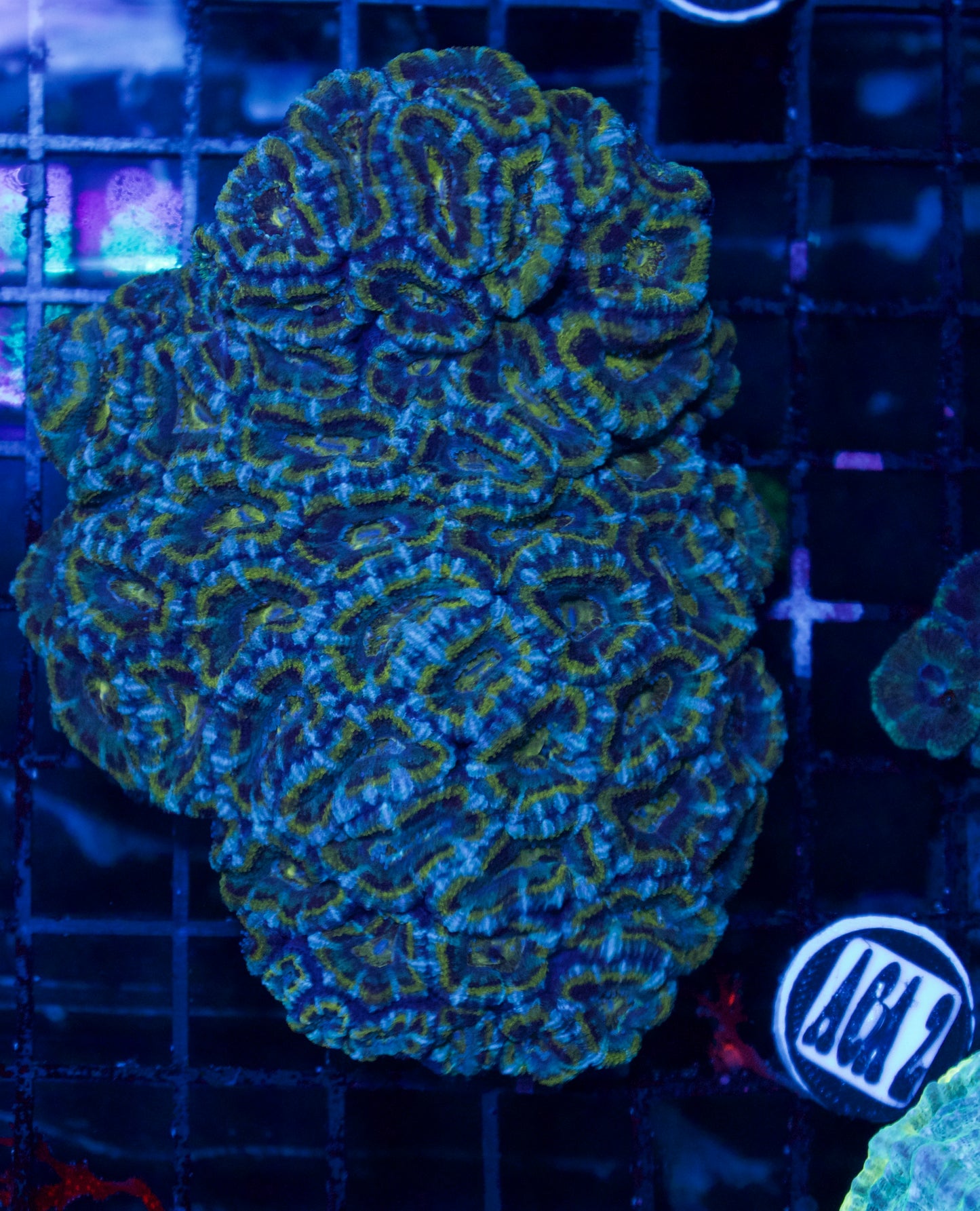 Acan - WYSIWYG