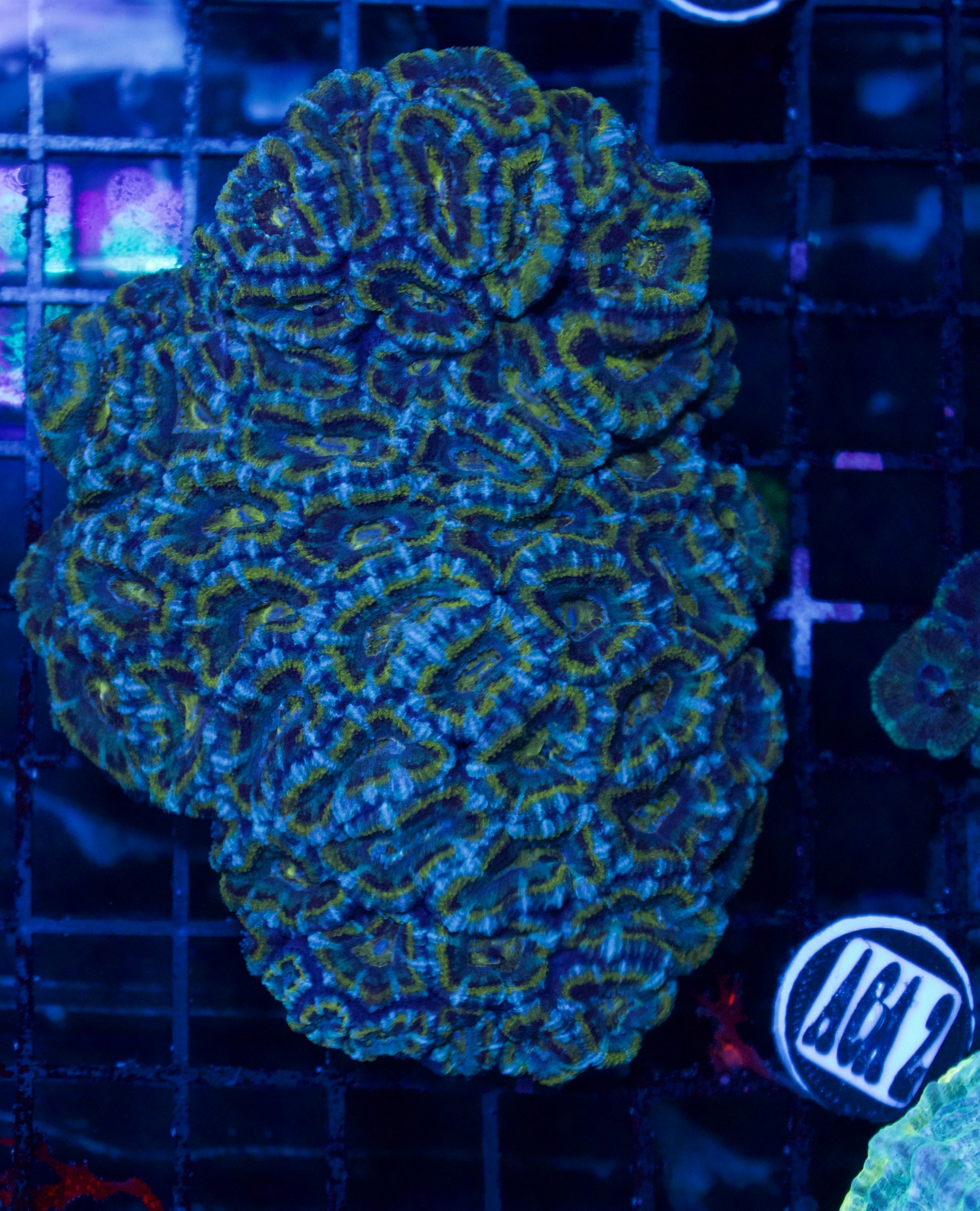 Acan - WYSIWYG