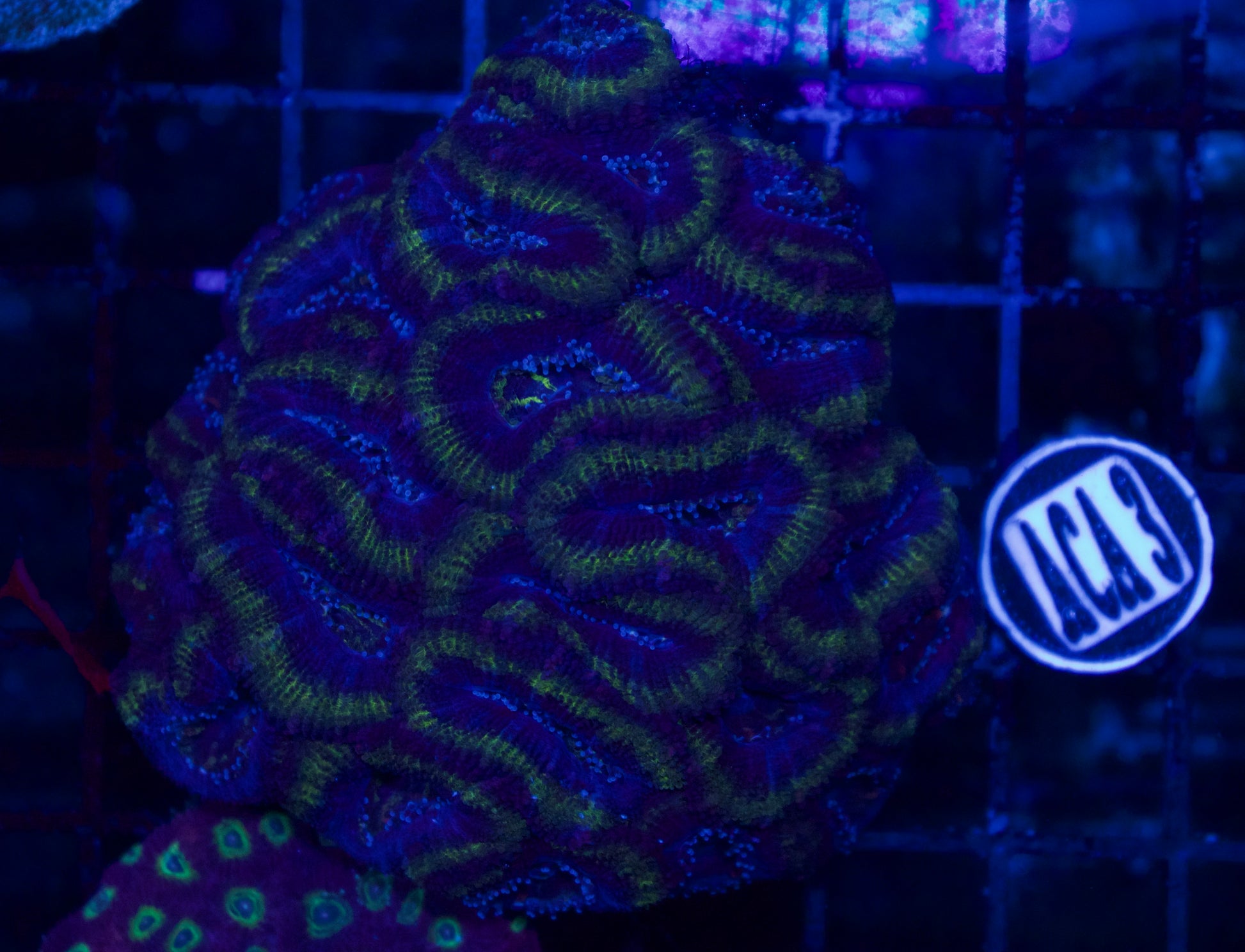 Acan - WYSIWYG