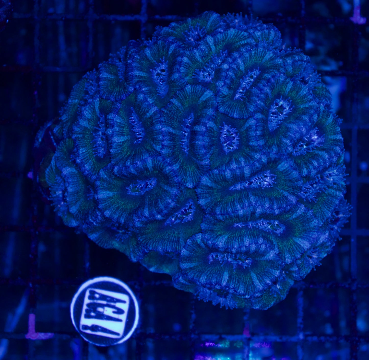 Acan - WYSIWYG