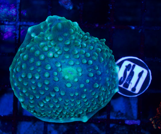 Mushroom - WYSIWYG