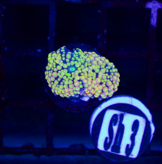 Mushroom - WYSIWYG