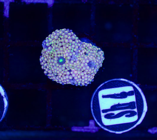 Mushroom - WYSIWYG
