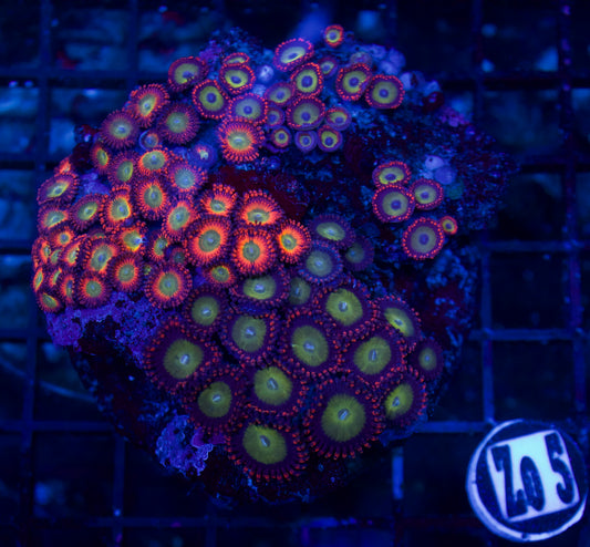 Zoa - WYSIWYG